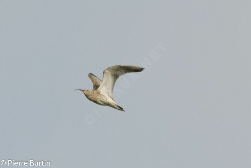 Eurasian Curlew