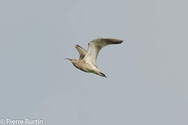 Eurasian Curlew