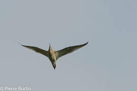 Eurasian Curlew