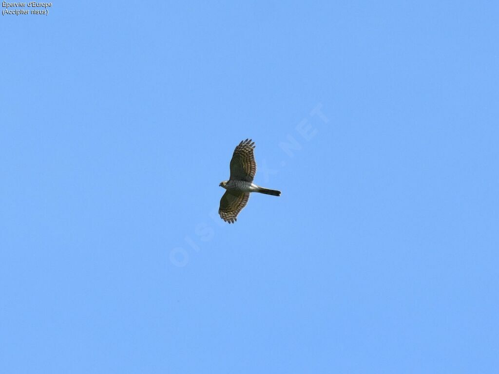 Eurasian Sparrowhawk