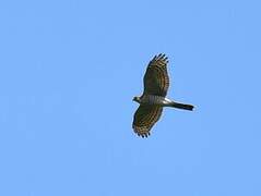 Eurasian Sparrowhawk