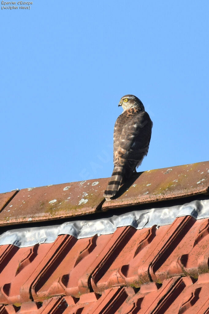 Eurasian Sparrowhawk