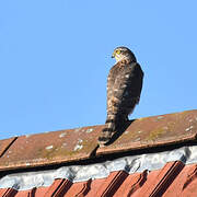 Eurasian Sparrowhawk