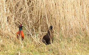 Common Pheasant