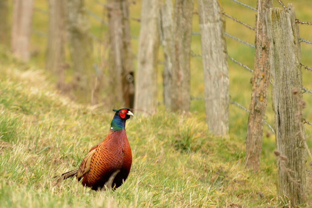 Common Pheasant