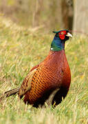 Common Pheasant