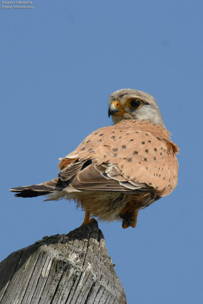 Faucon crécerelle