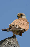 Common Kestrel