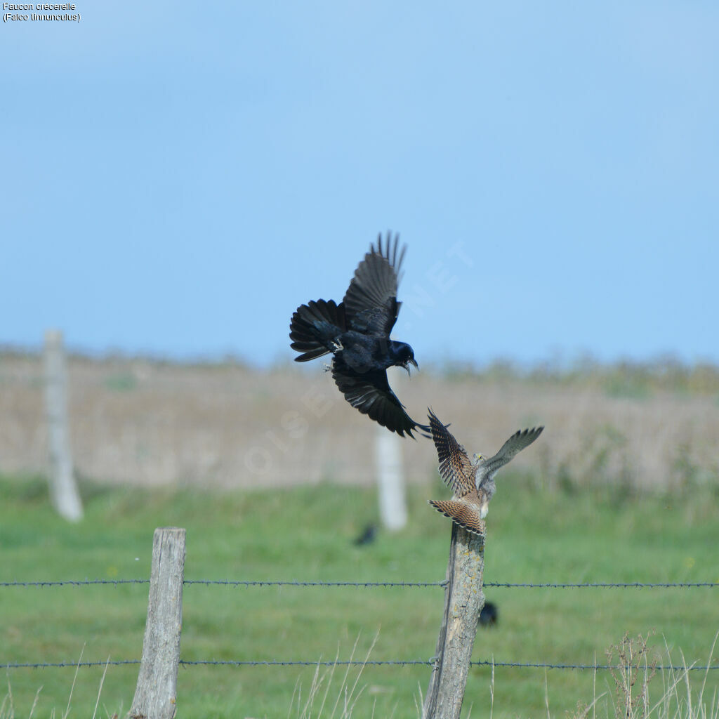 Common Kestrel