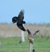 Common Kestrel