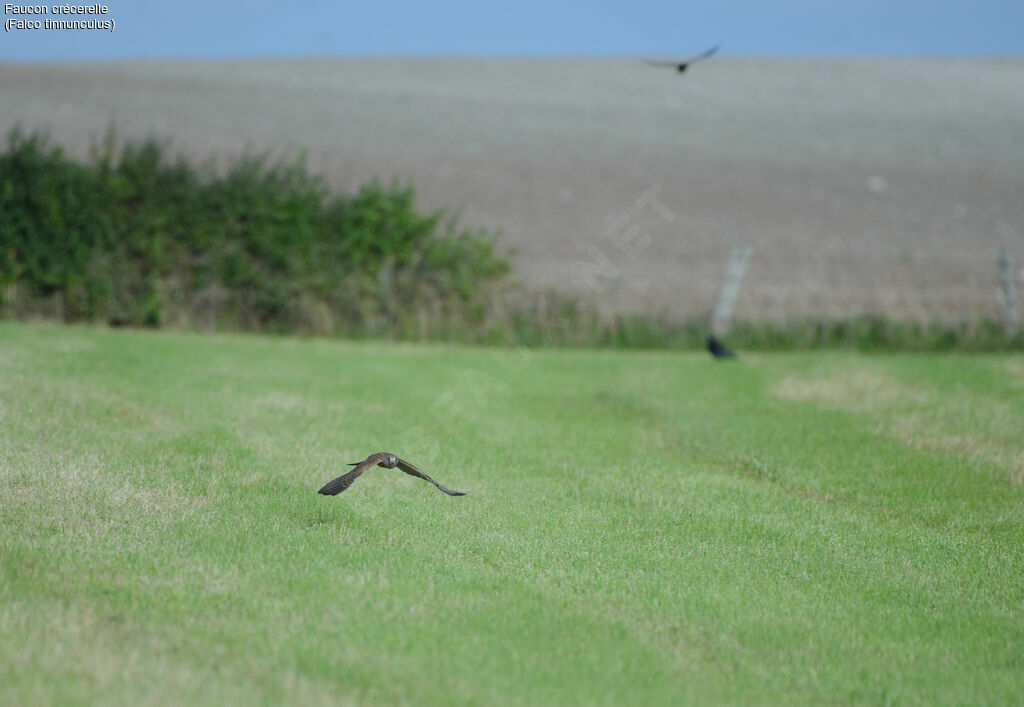 Common Kestrel