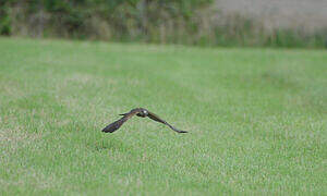 Common Kestrel