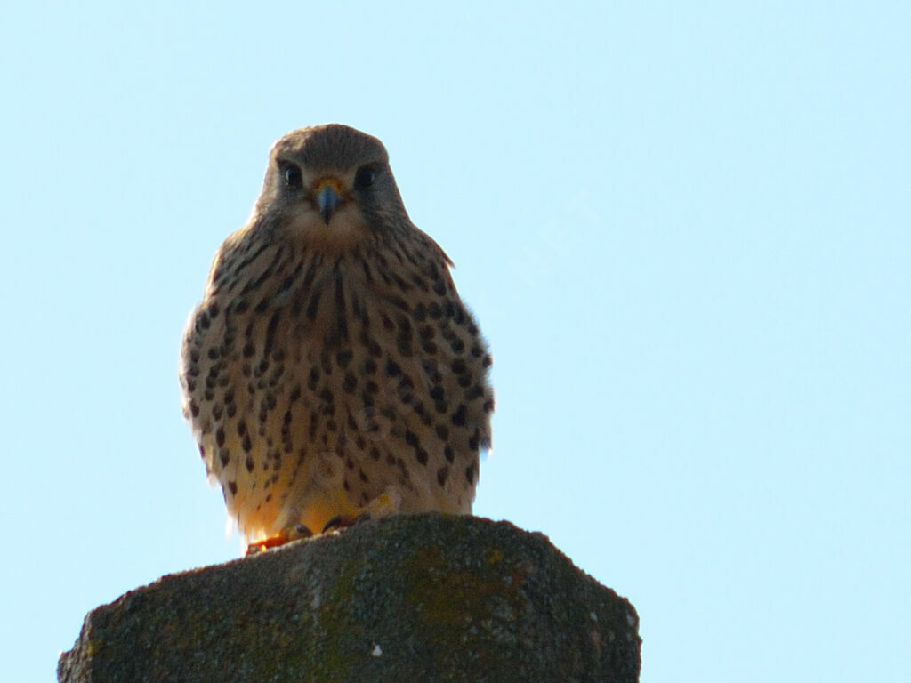 Common Kestrel