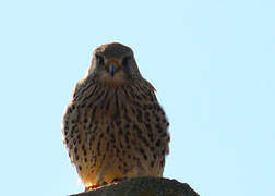 Common Kestrel