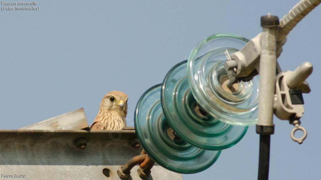 Common Kestrel