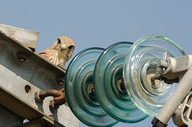 Common Kestrel