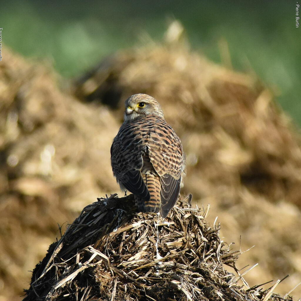 Common Kestrel