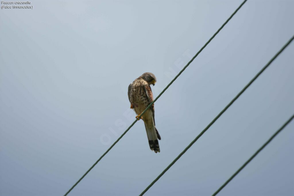 Common Kestrel, fishing/hunting