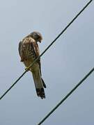 Common Kestrel