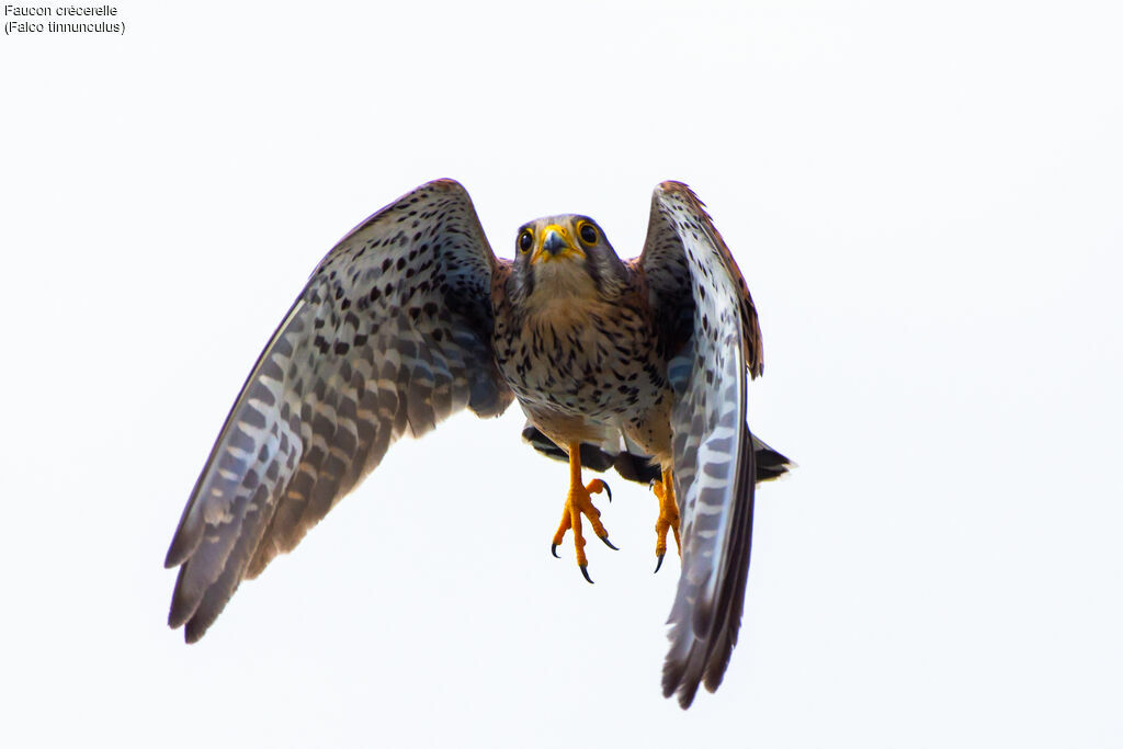 Faucon crécerelle, pêche/chasse