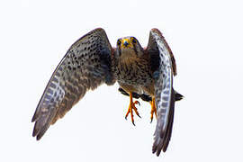 Common Kestrel