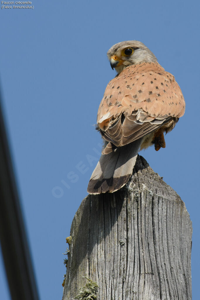 Common Kestrel