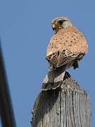 Common Kestrel