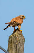 Common Kestrel