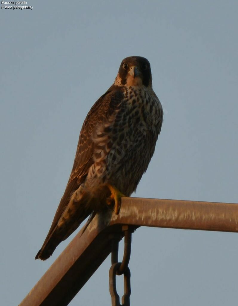 Peregrine Falcon