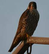 Peregrine Falcon