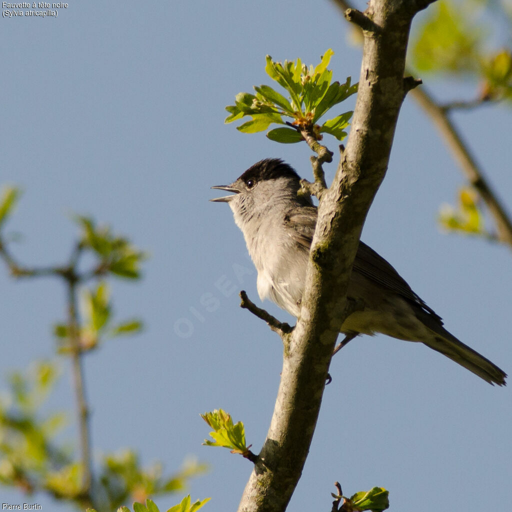 Eurasian Blackcap