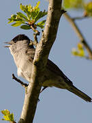 Eurasian Blackcap