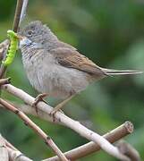 Common Whitethroat