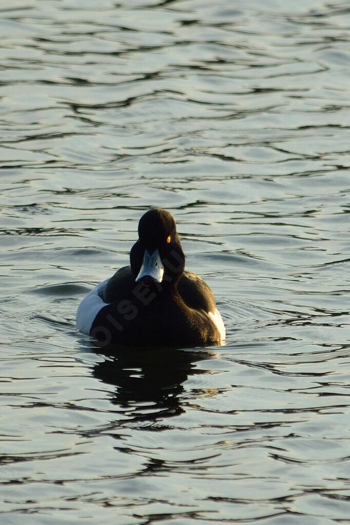 Tufted Duck