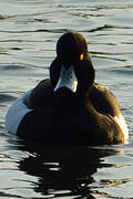 Tufted Duck