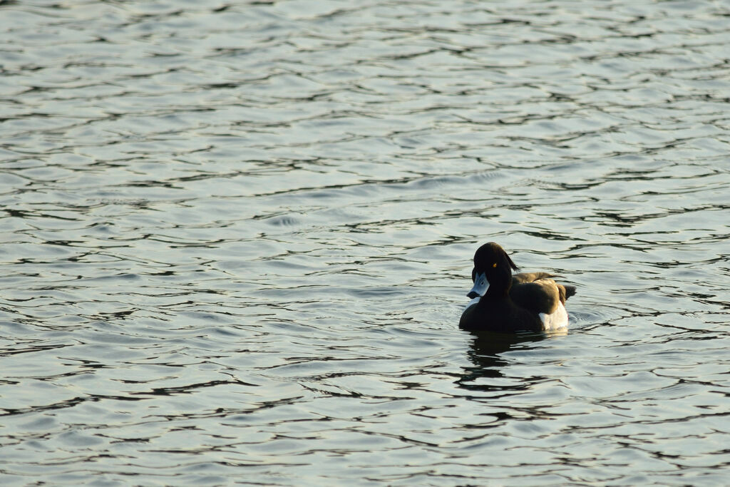 Tufted Duck