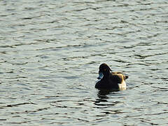 Tufted Duck