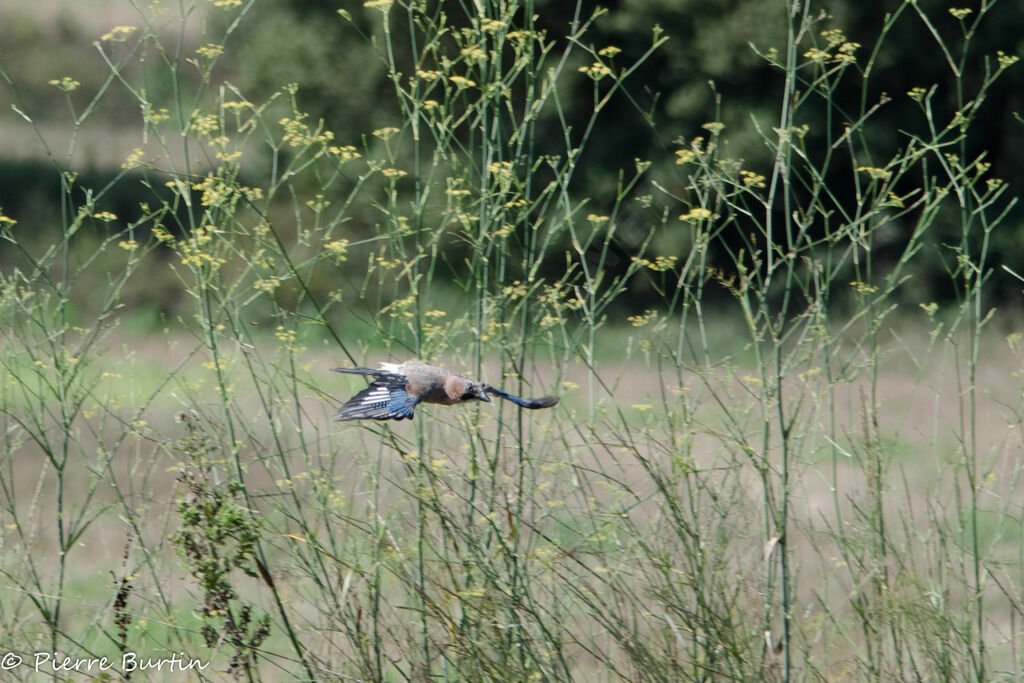 Eurasian Jay
