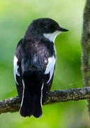 European Pied Flycatcher