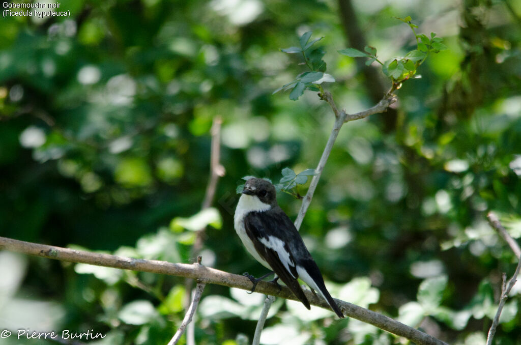 Gobemouche noir