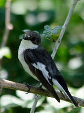 Gobemouche noir