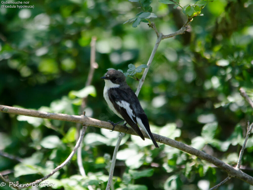 Gobemouche noir