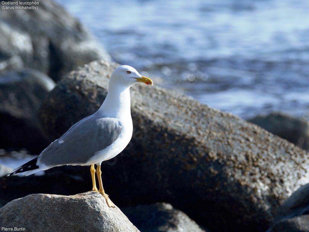 Yellow-legged Gull