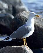 Yellow-legged Gull