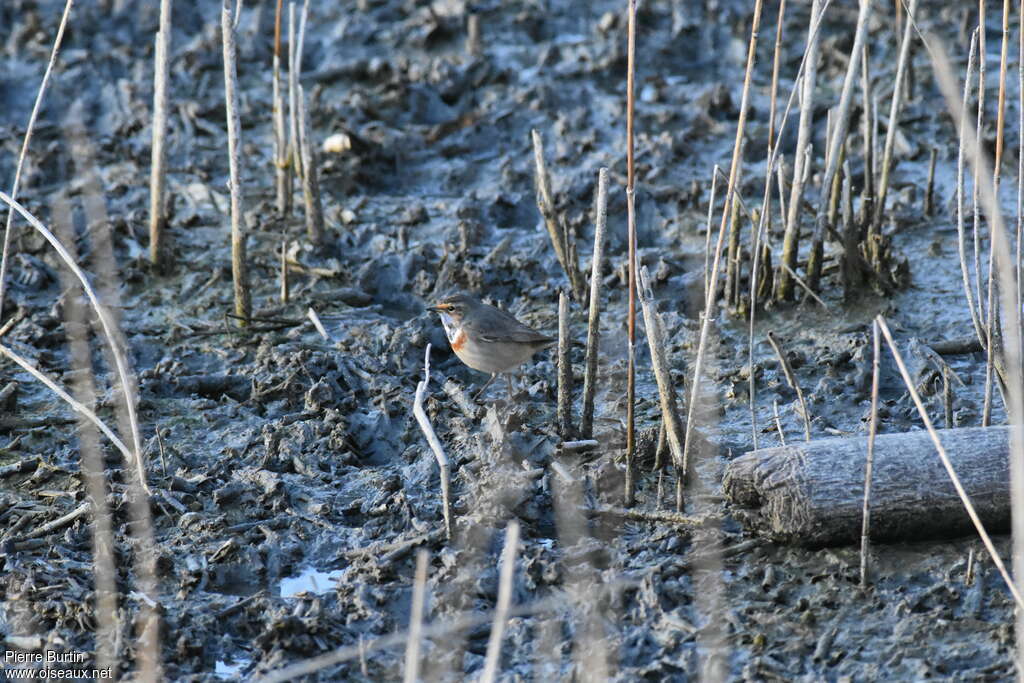 Bluethroat male