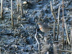 Bluethroat