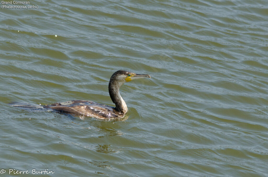 Great Cormorant