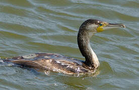 Great Cormorant