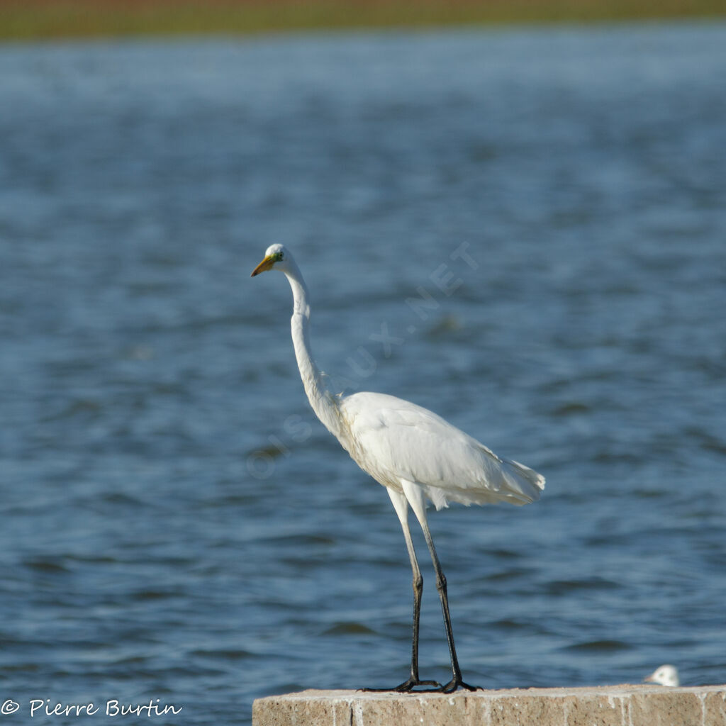 Great Egret