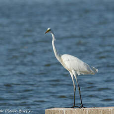 Grande Aigrette